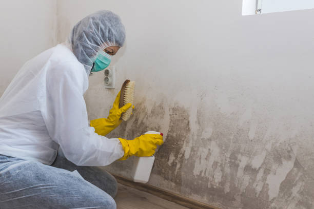 Mold Odor Removal Services in Hebron, PA